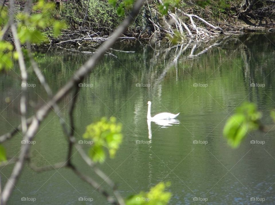 Swan in the pond 