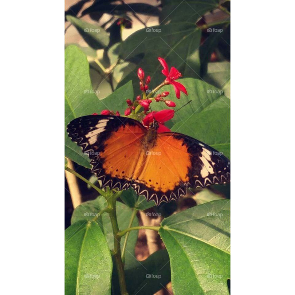 Butterfly, Insect, Nature, Leaf, Monarch