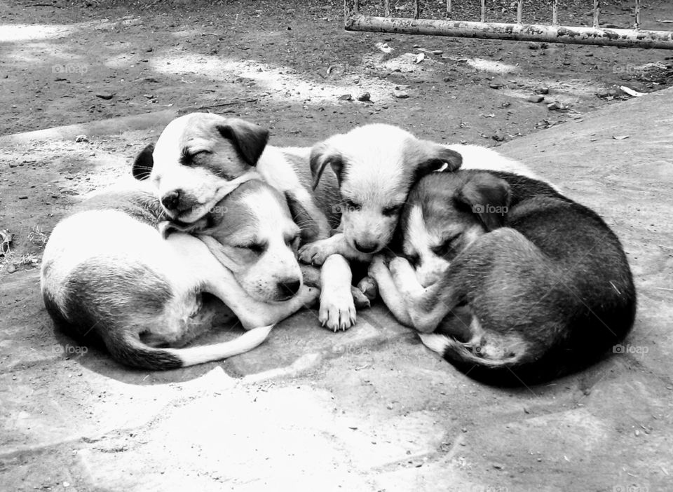 Sleeping Puppies