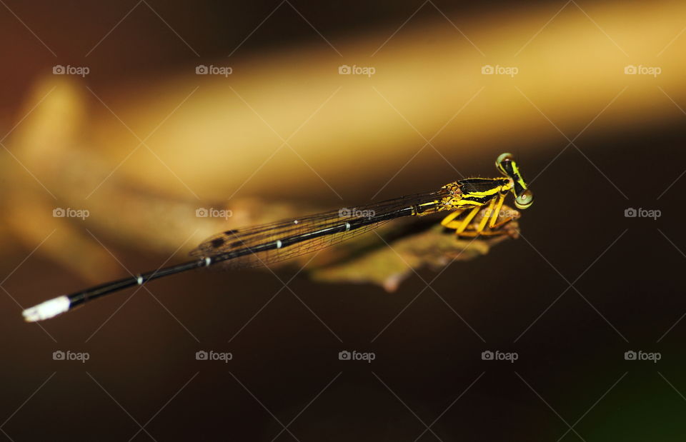 Yellow bursh dart. Dorsal side of darmselfy for black. Slimmy, tall darmselfy with the colour of body thorax on yellow - black. Tailed-abdomen black with the top of white for calling anal appendage. Yellow left for 3 pair knee and large eyes out.