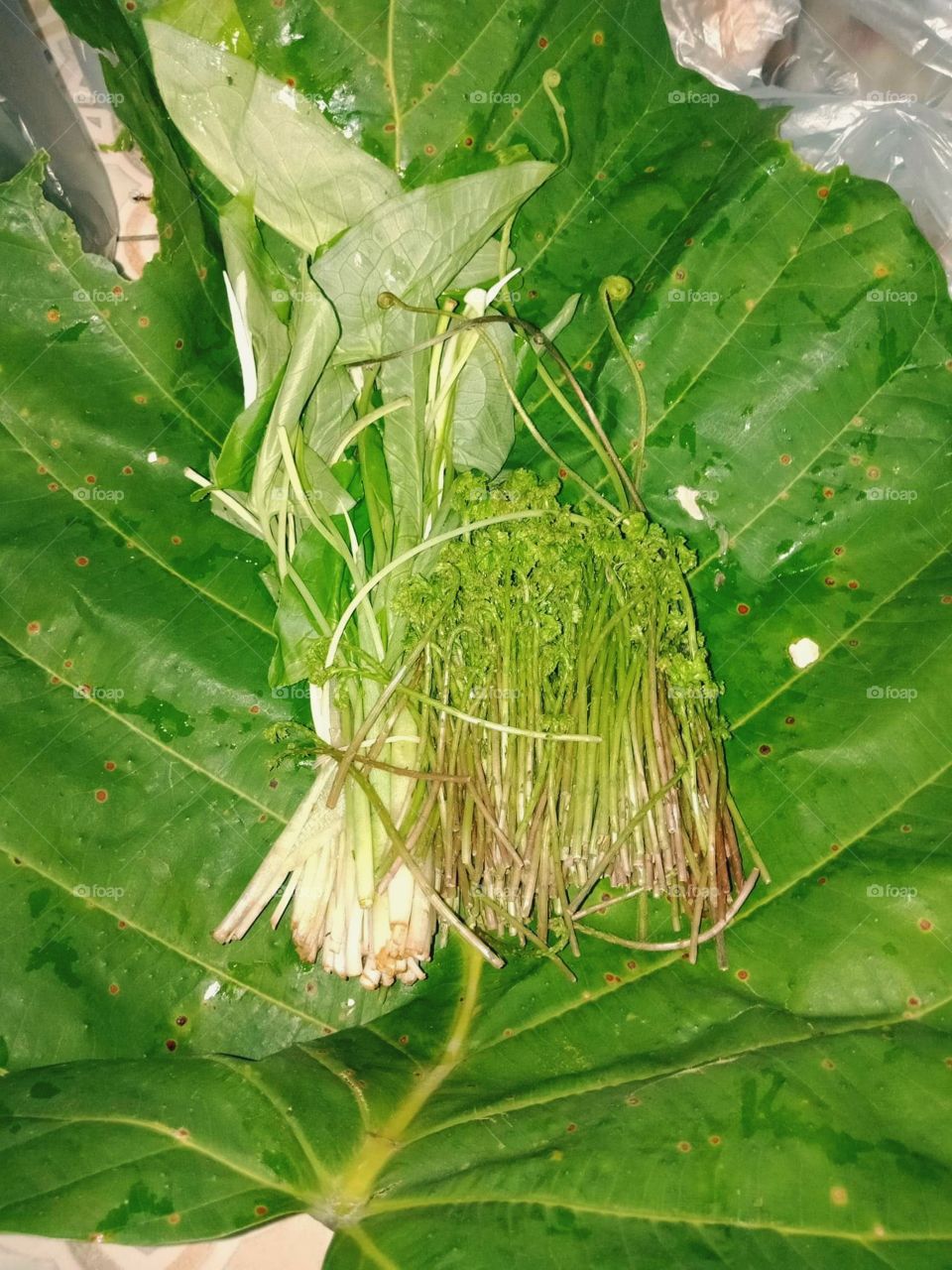 Thai vegetables Northern Thailand hurb food green tree