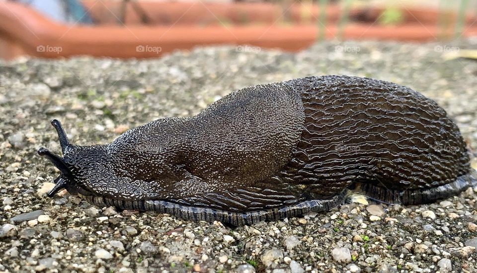 A huge black slug