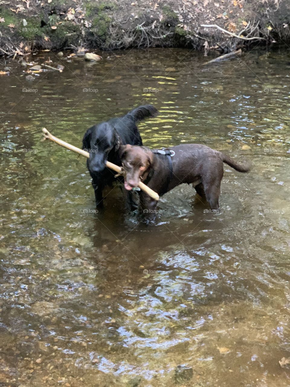 Labradors playing in brook