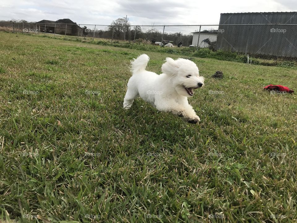 Flying puppy