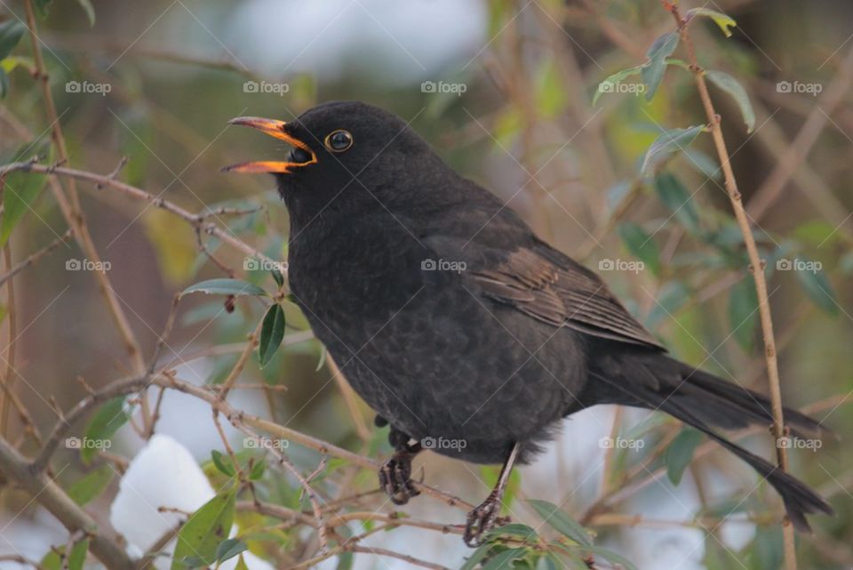 Blackbird perching on berry tree