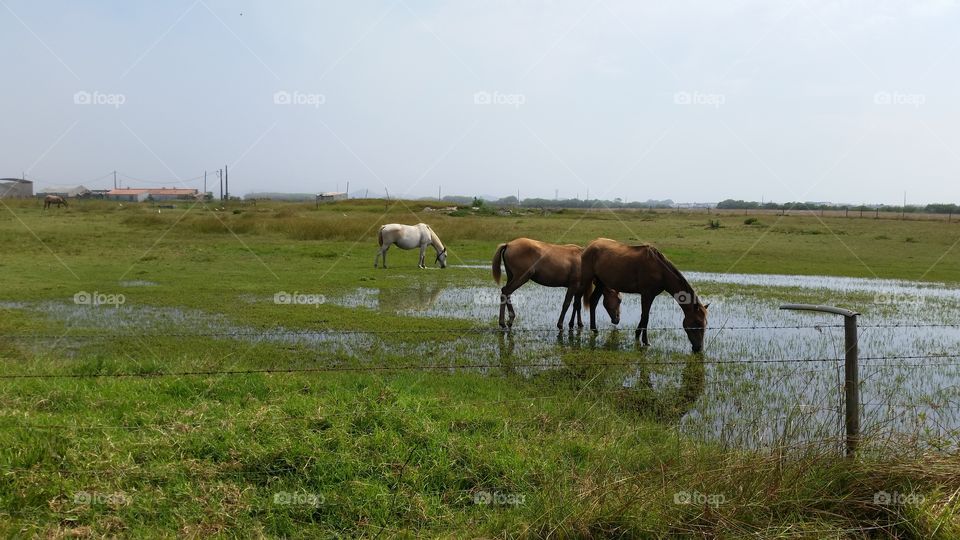 Horses, View, Water, Nature, Zambujeira do Mar, Portugal