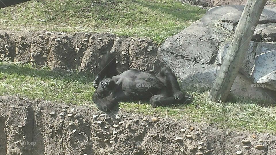 Relaxing gorilla