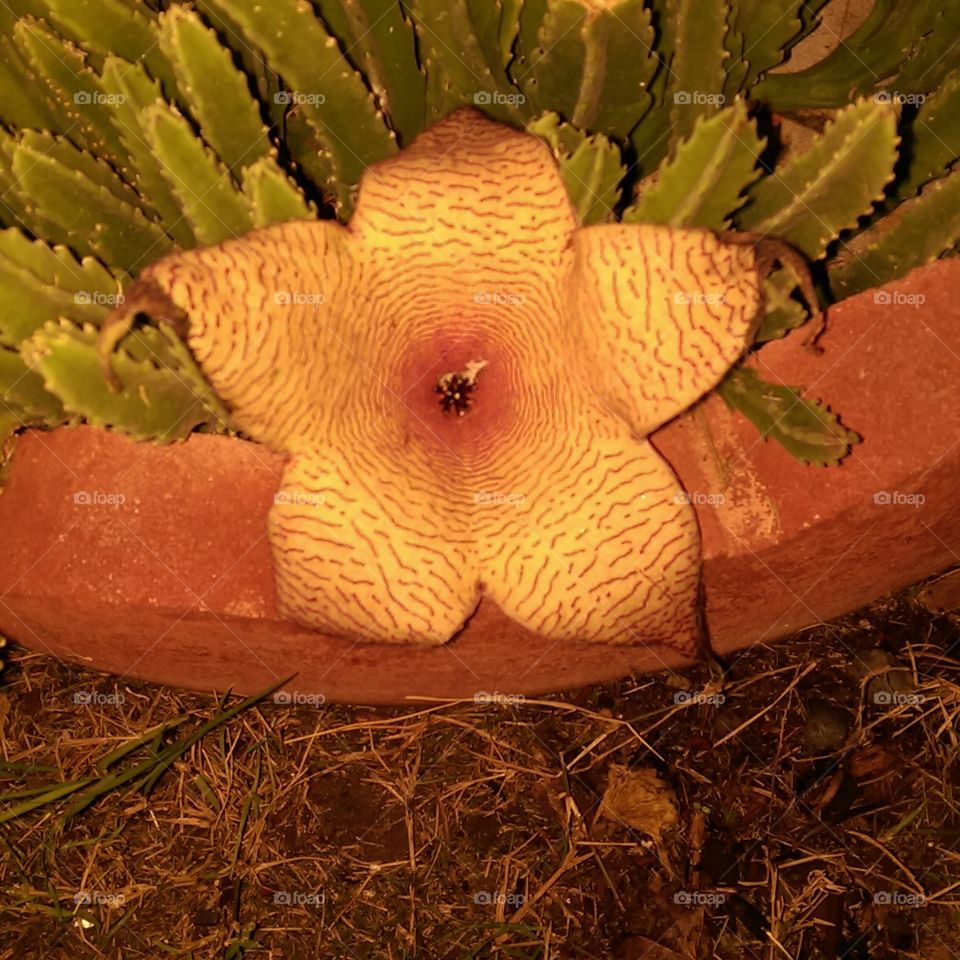 "Hairy" red flowers of Stapelia or Carrion Plant
