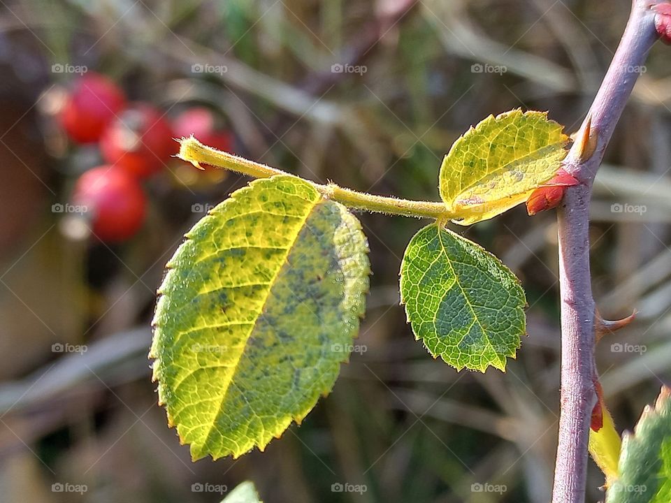 yellowing rosehip leaves on a background of red fruits