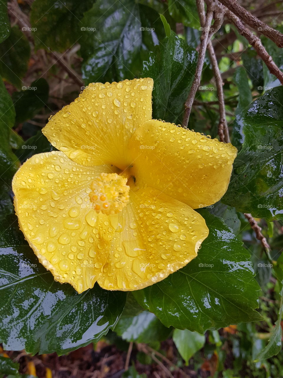 Rainy day bloom!