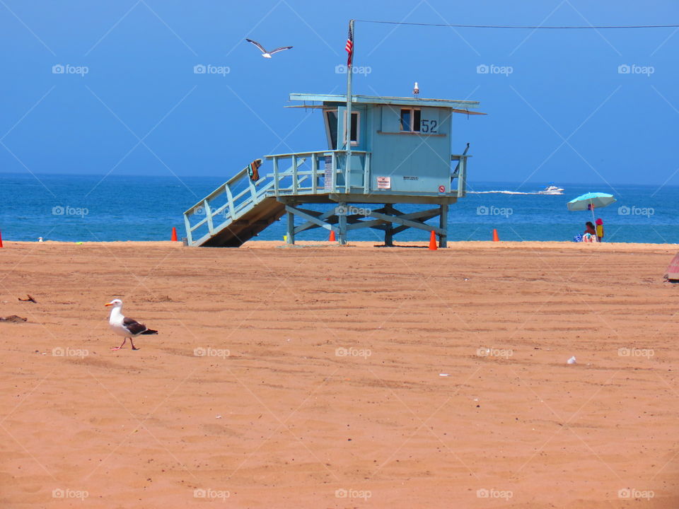 Sea Gull seen on Seal Beach in CA