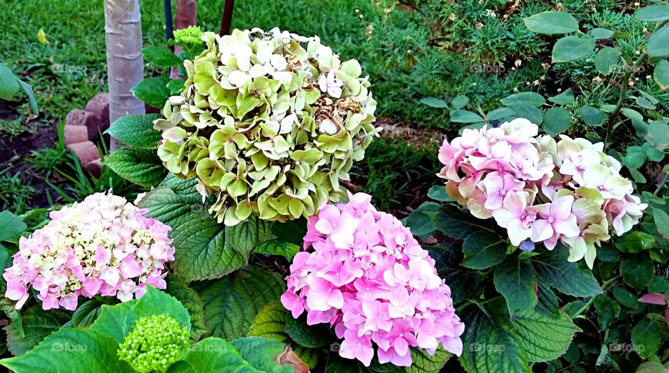 Blossoming Hydrangea. Pink Hydrangea