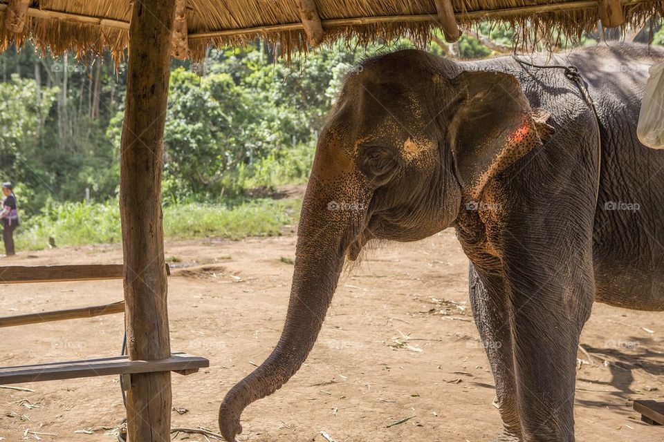 Curious elephant 