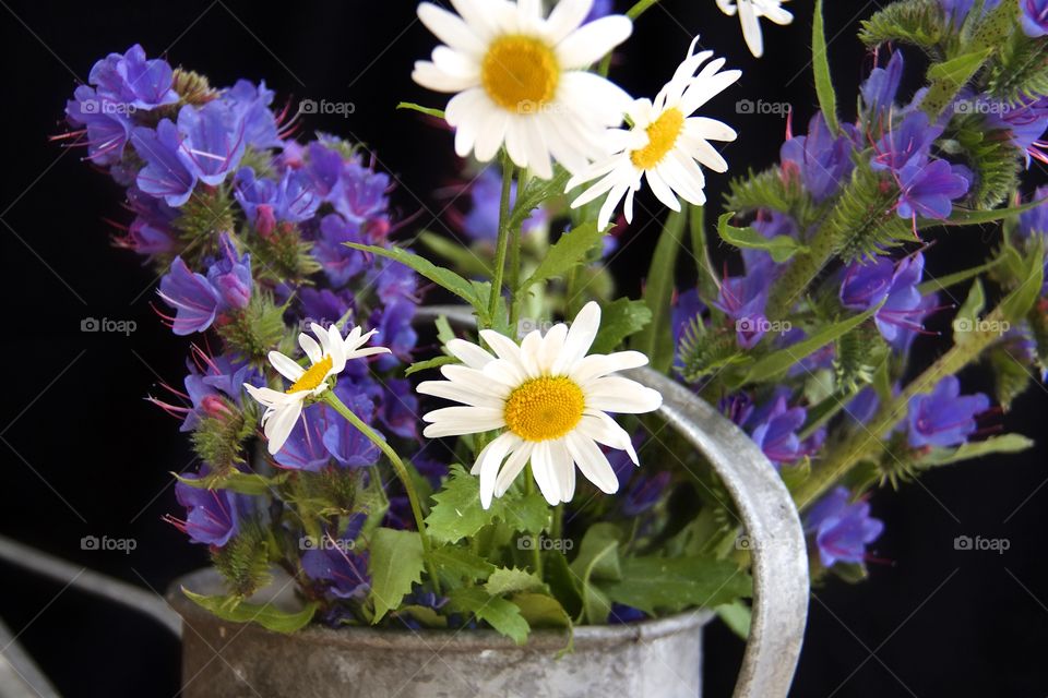 Summer Bouquet with daisies and blueweed 
