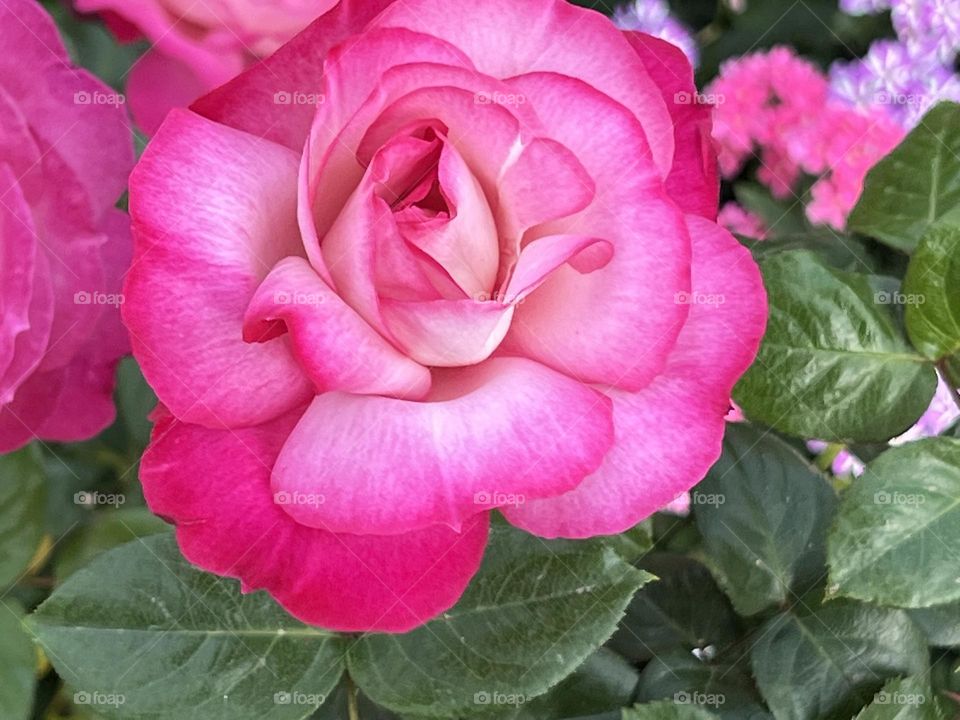 Pink rose in Yuanshan Flower Expo Park Taipei