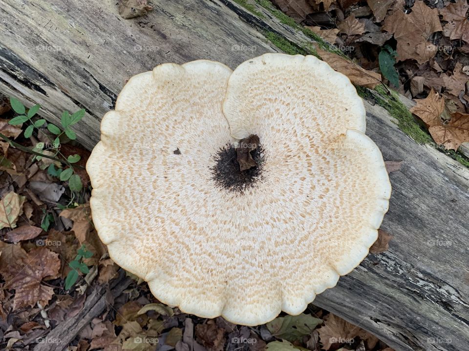 A gigantic fungus among us! What a beautiful fungi I found in the woods. Stunning! I love the log and the fall leaves in the background, too. 
