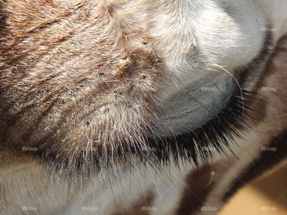 Giraffe eyelashes 