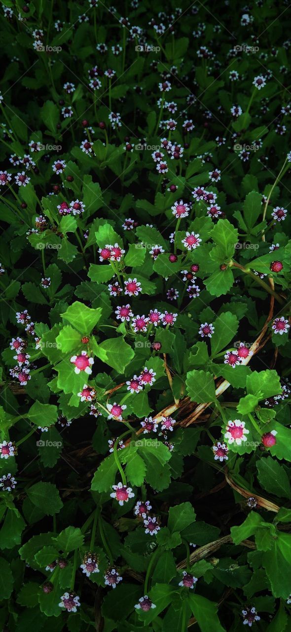 Weird flower's and beautiful flowers
nature beauty 💝 love of nature