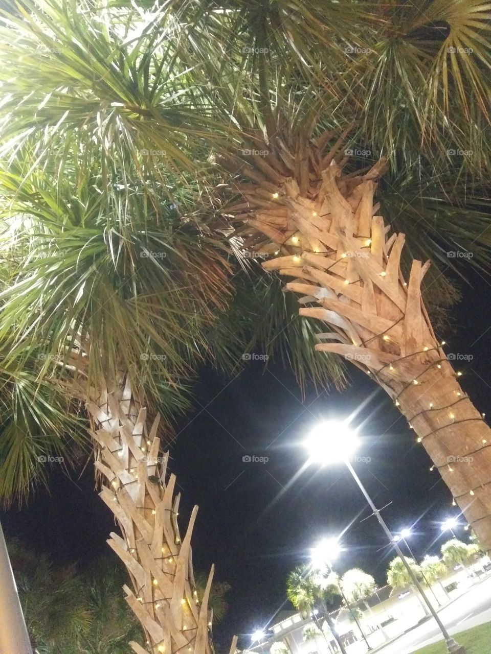 palm tree