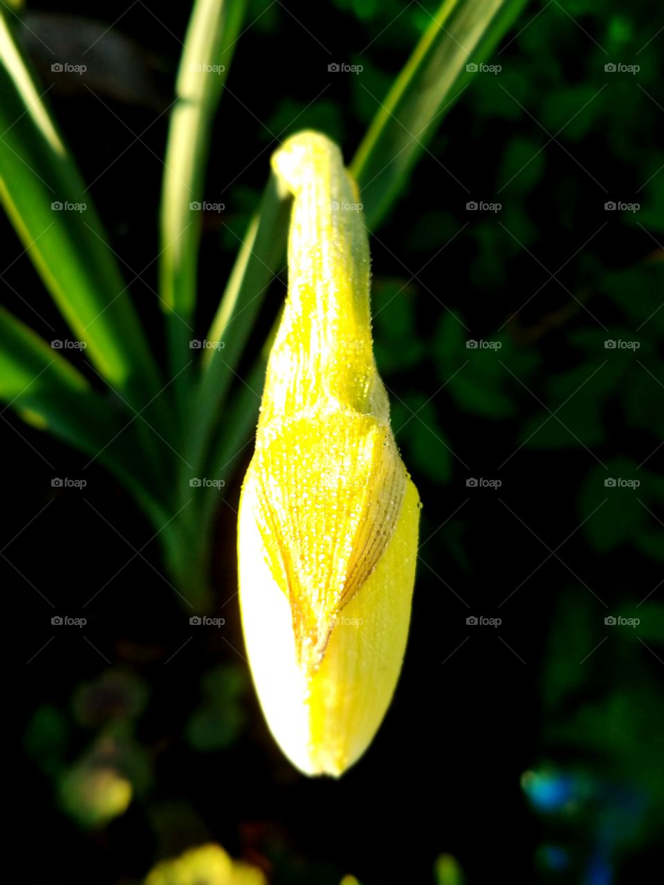 Loving the Spring Flowers in our Yard