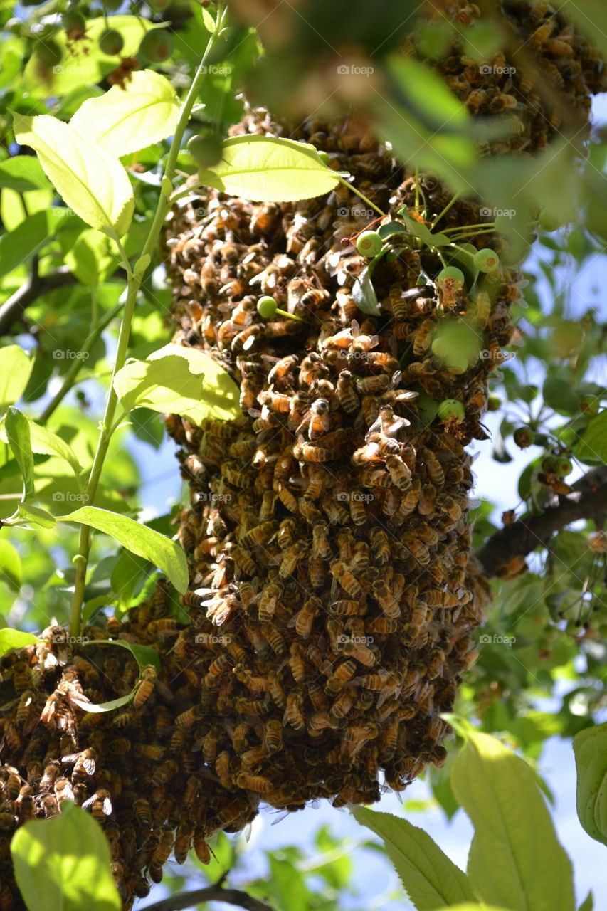 Bee Swarm