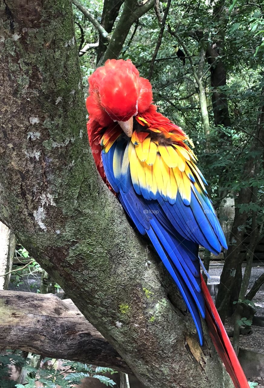 Bright and bold macaw bird