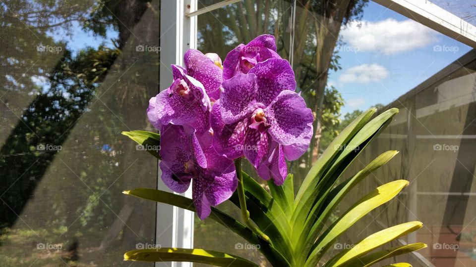 Purple Orchids