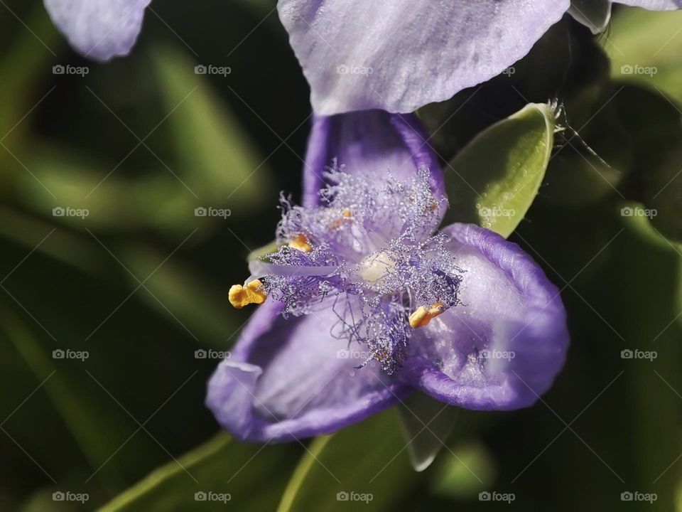 Macro photo of green grass growing in the garden