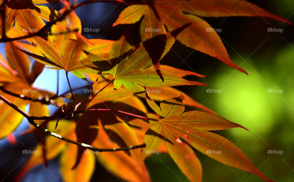 Leaf in autumn