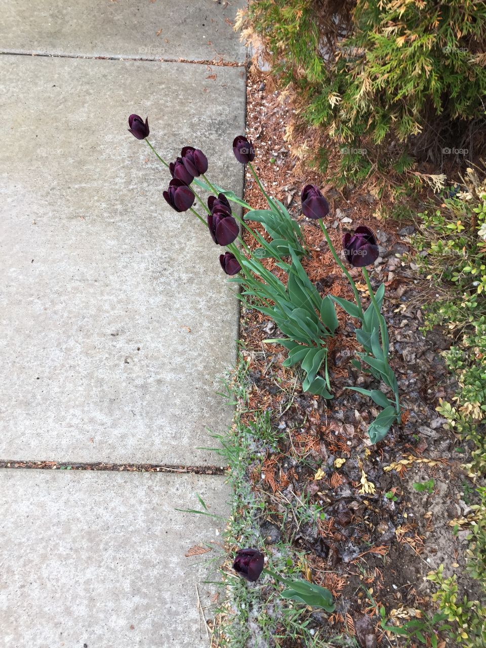 Tulips in my Garden 💐