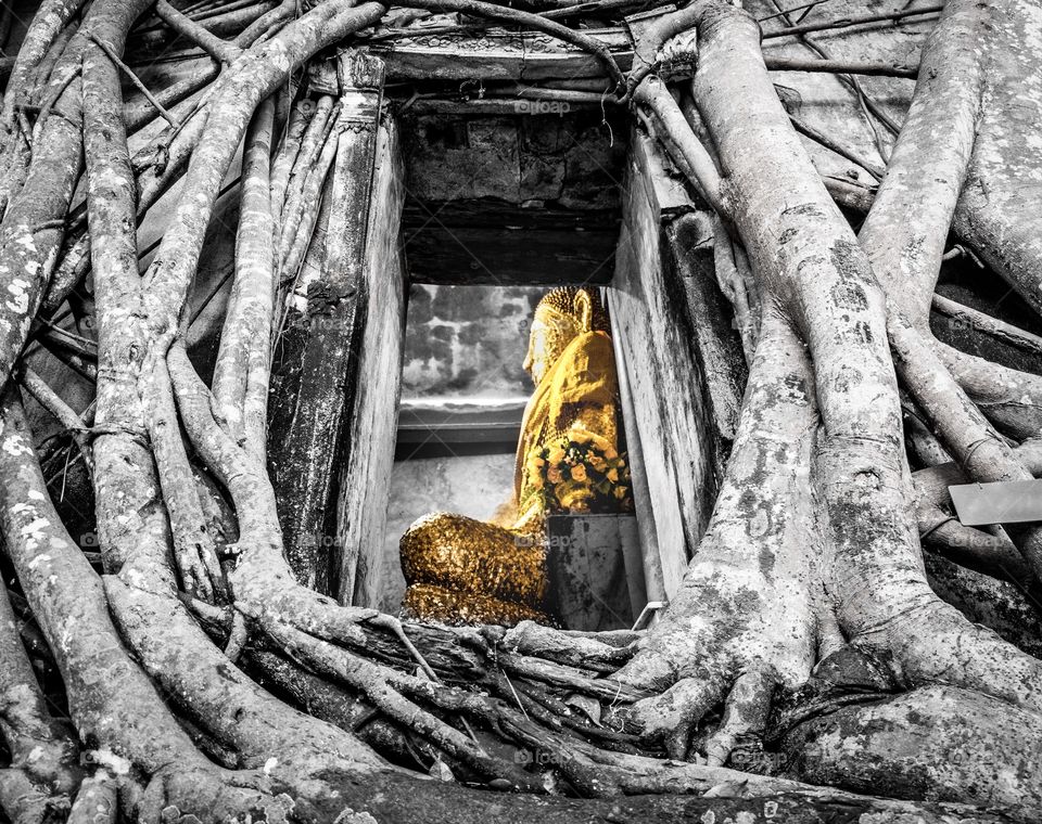 Samut Songkhram/Thailand-Unseen Thailand Bang Kung Temple,Church in Bodhi Tree