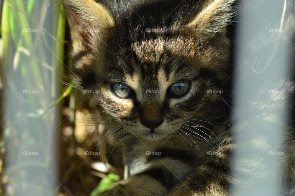 tender wild kitten