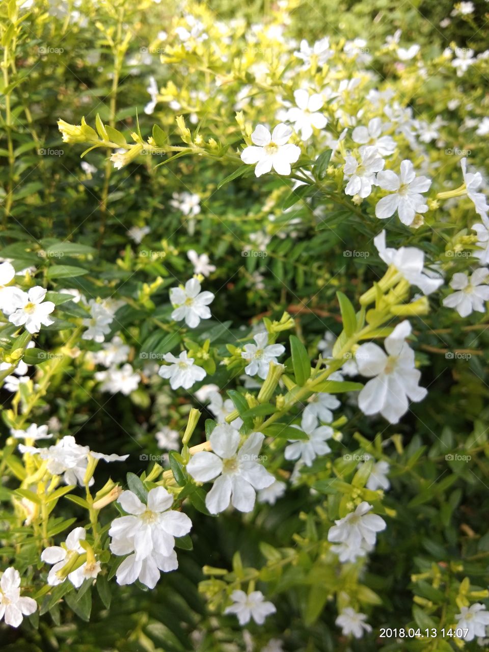 a clump. of white flowers