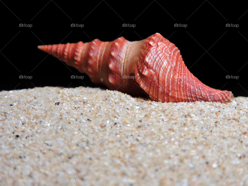 seashell