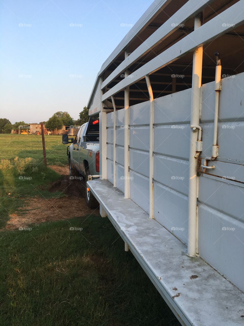 Truck and cattle trailer. 