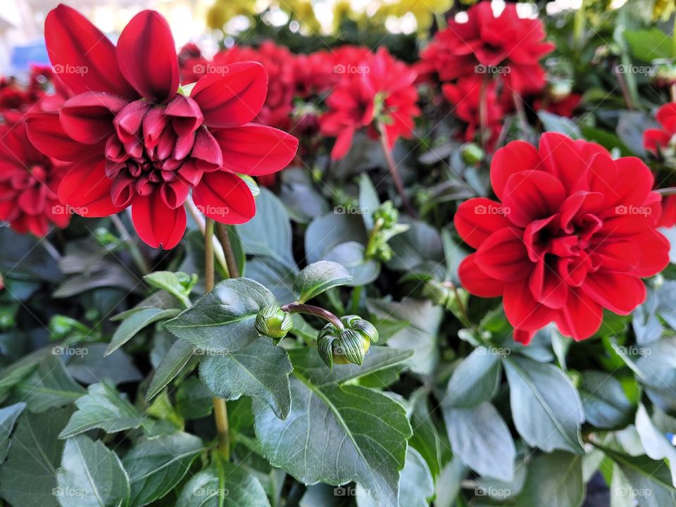 Red Dahlia blooms in garden. Beautiful fowering plant outside.