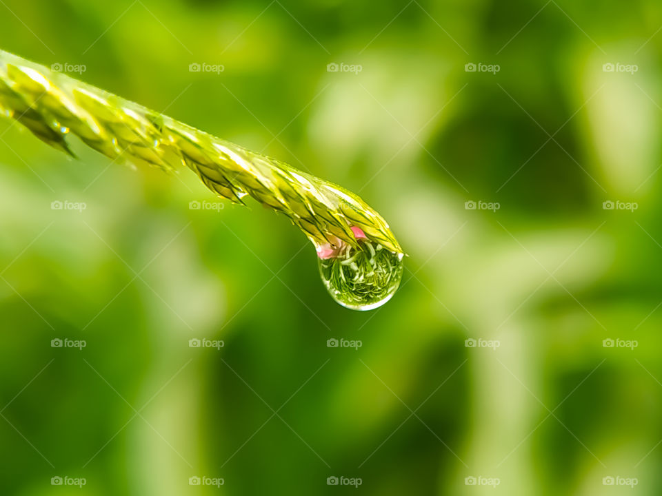 The macro of dew drop at the green plant end in the nature with gree background