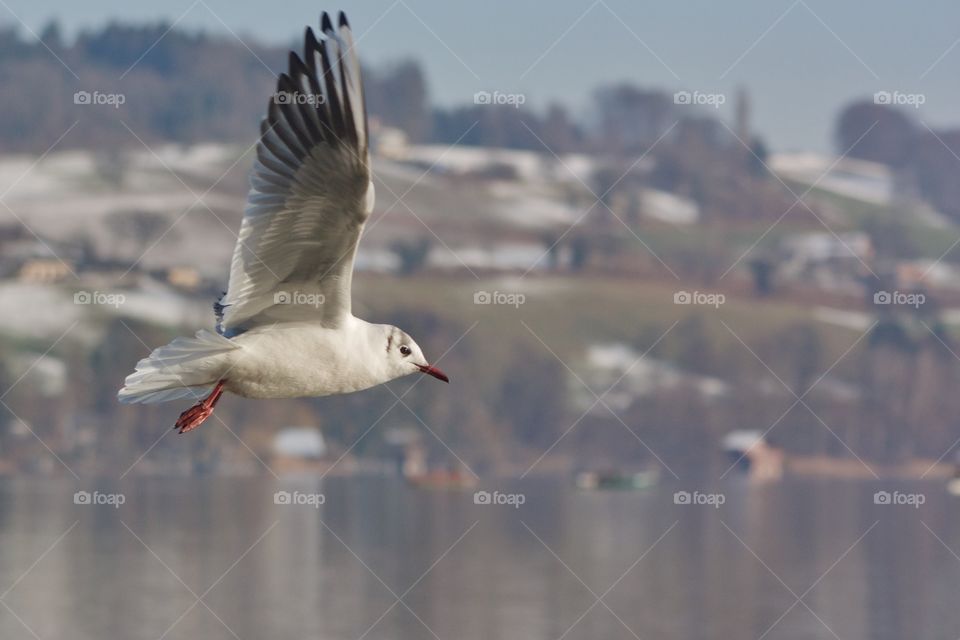 Flying Seagull