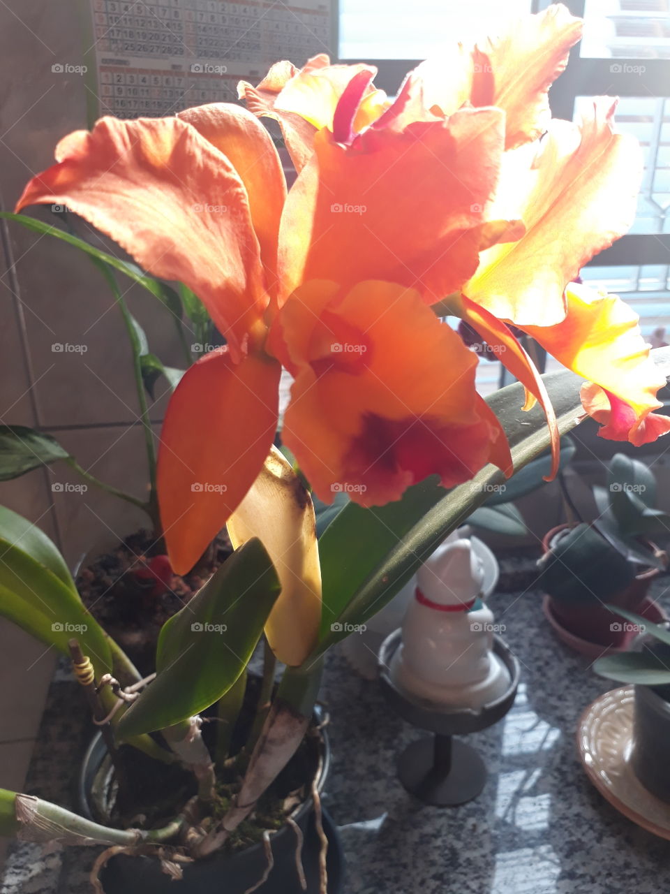 Linda orquídea