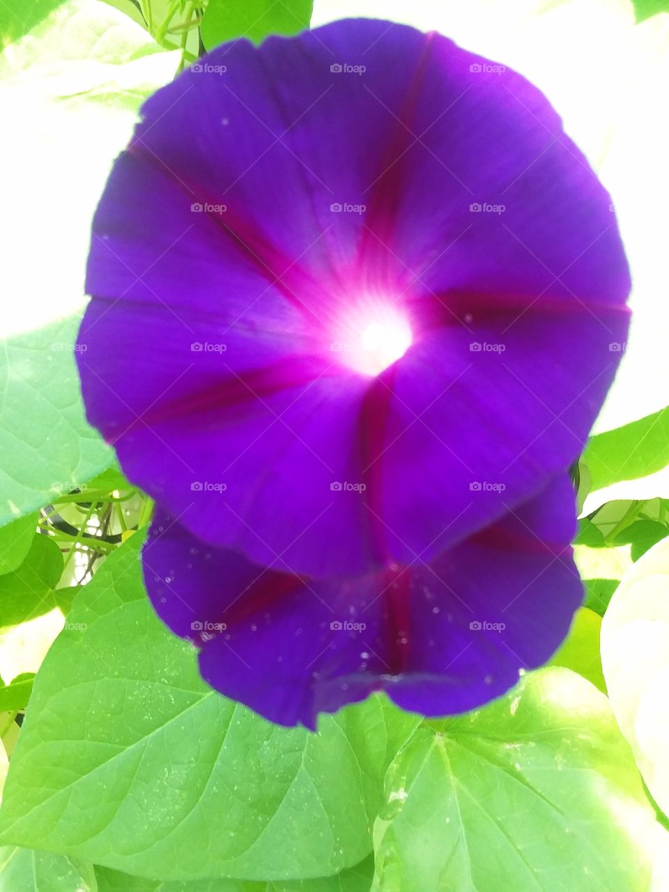 purple morning glory