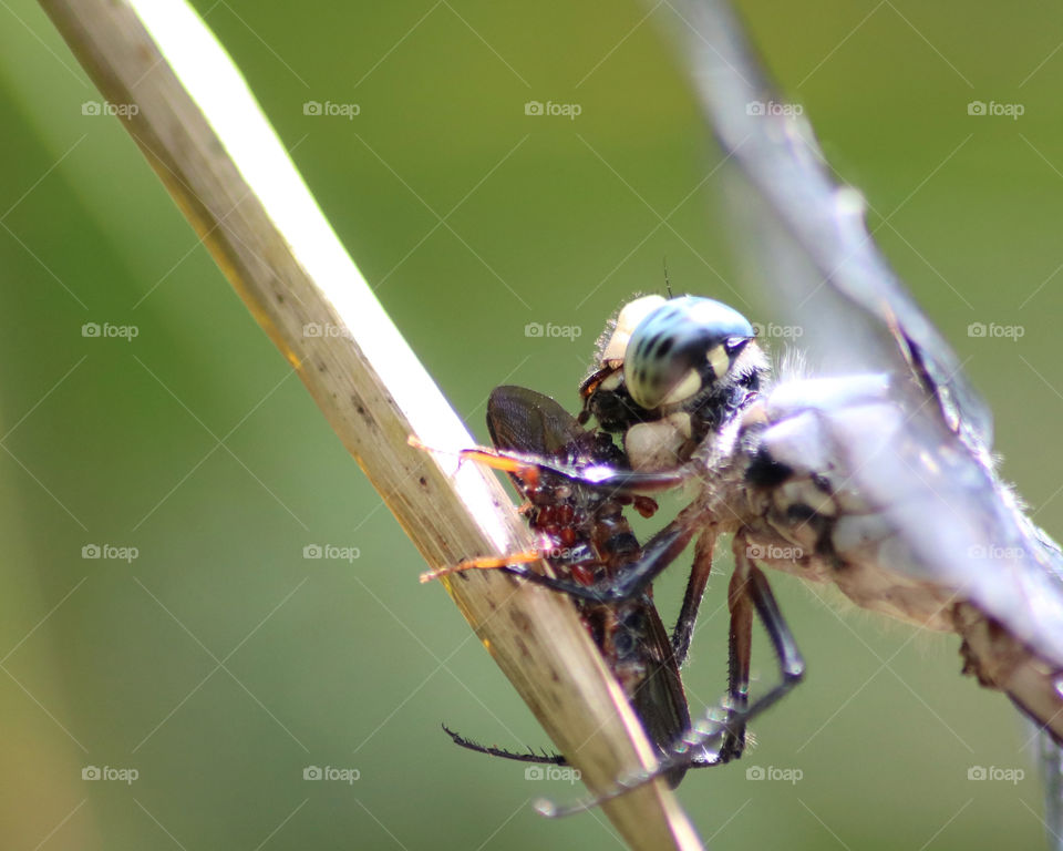 Dragonfly eating wasp
