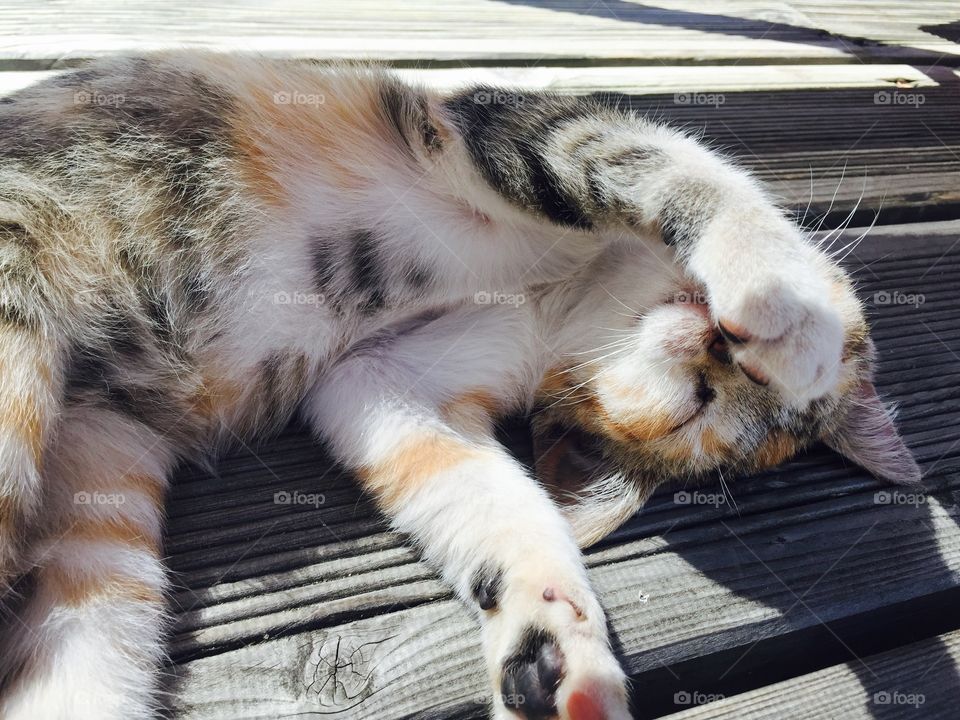 Kitty cat sleeping in the sun