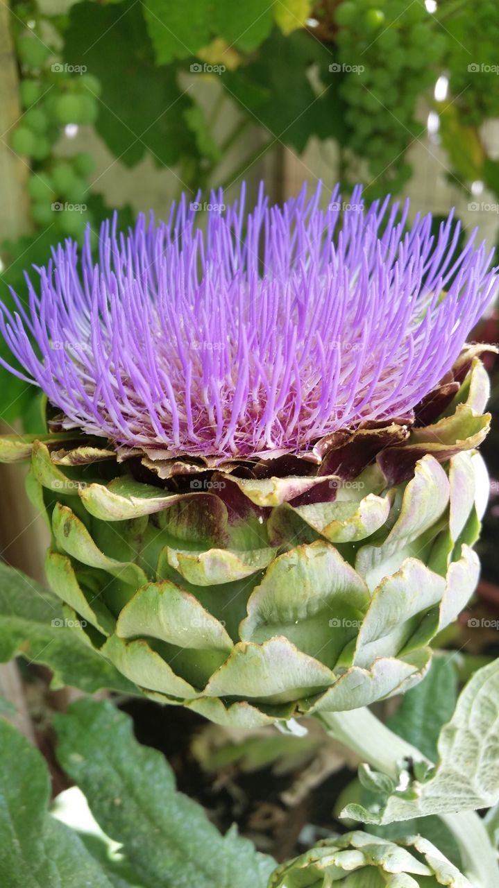 Blooming Artichoke