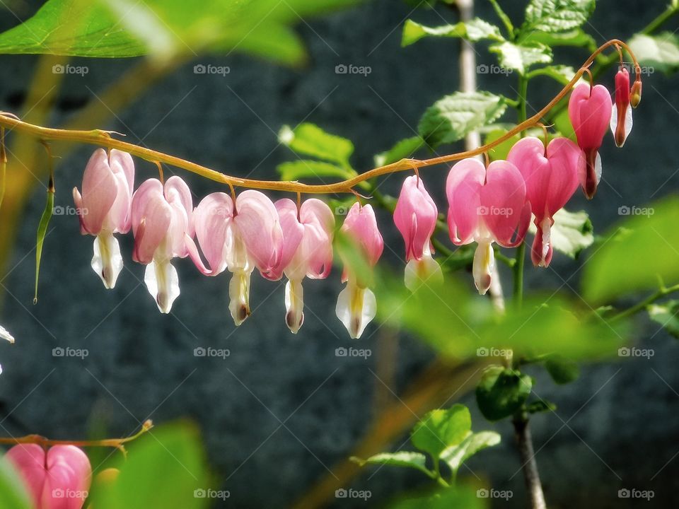 Bleeding Hearts