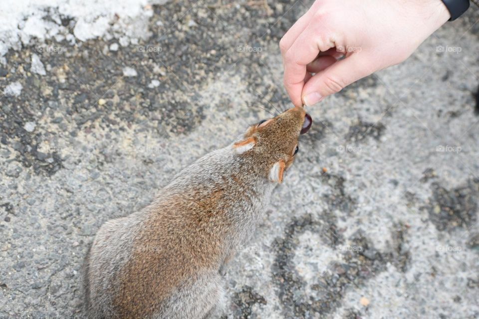 Who wouldn’t be in love with this friendly squirrel? They were so friendly and happy when we gave them some cherries! Love them! 