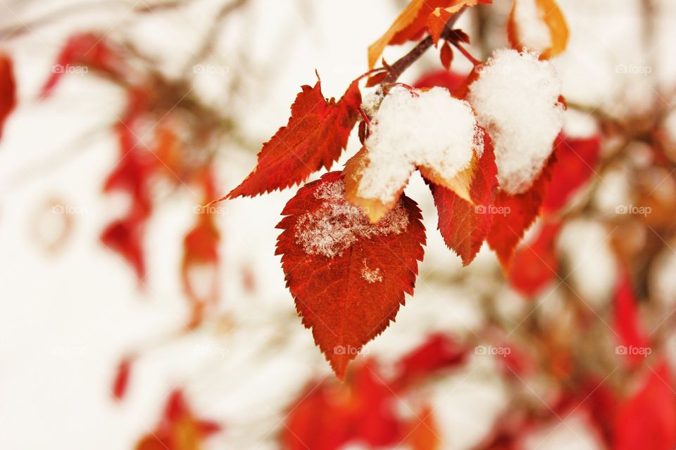 Close-up of red leafs in winter