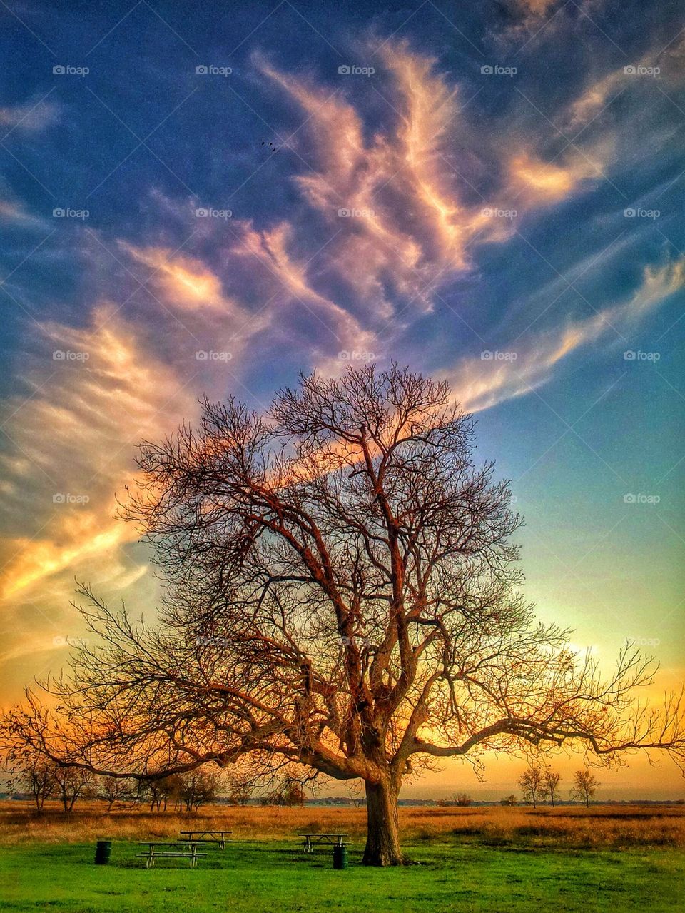 tree at sunset