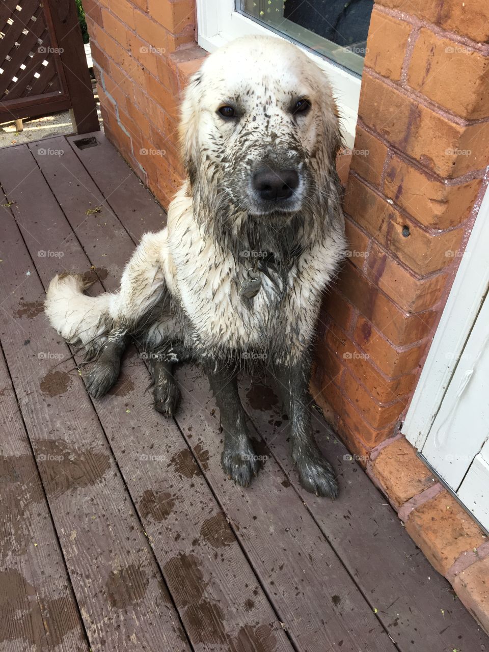 Muddy puppy 