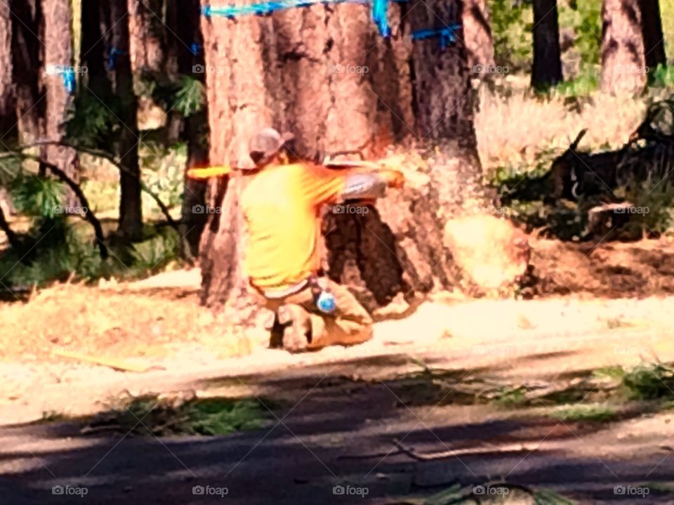 A man cutting a tree