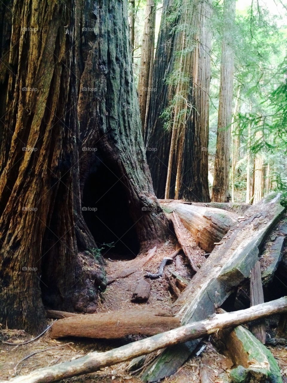 Redwoods. Redwoods